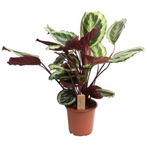 Plant in a Box - Calathea marion - Korbmarante - Grüne Luftreinigende Zimmerpflanze - Topf 21cm - Höhe 60-70cm