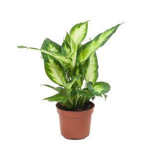 Grünpflanze – Dieffenbachie (Dieffenbachia Camilla) – Höhe: 35 cm – von Botanicly