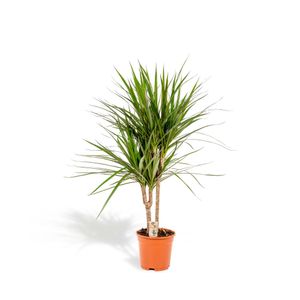 Dracaena Marginata - Drachenbaum - 90 cm hoch, ø17 cm - Pflegeleichte Zimmerpflanzen - Tropische Palme - Luftreinigend - Frisch aus der Gärtnerei