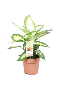Grünpflanze – Dieffenbachie (Dieffenbachia Camilla) – Höhe: 50 cm – von Botanicly