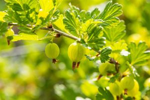 Stachelbeere 'Hinnonmäki' Ribes uva-crispa 'Hinnonmäki Grün' 2L 45-