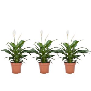 Spathiphyllum 'Einblatt' - 3er Set - Topf 12cm - Höhe 30-40cm