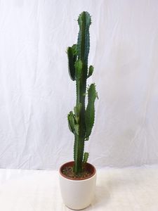[Palmenlager] Euphorbia acrurensis 90 cm - Topf 24 cm Ø - Westernkaktus - Zimmerkaktus - Kaktus
