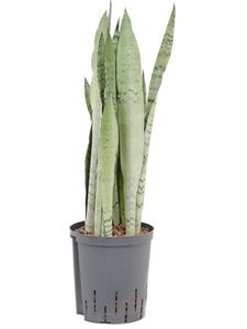 Grünpflanze – Bogenhanf (Sansevieria Silver Mist) – Höhe: 50 cm – von Botanicly