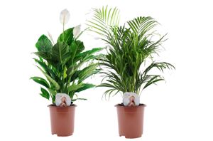 Plant in a Box - Luftreinigende Zimmerpflanzen - 2er Set - Spathiphyllum 'Einblatt' + Areca 'Goldfruchtpalme' - Topf 17cm - Höhe 60-75cm