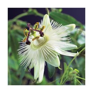 Winterharte Passionsblume Constance Elli ca. 30 cm - exotische Schönheit - mehrjährige Kletterpflanze