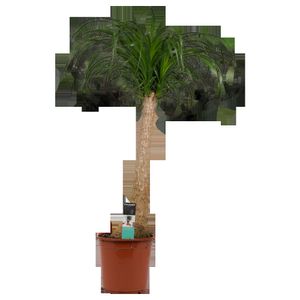 Zimmerpflanze von Botanicly – Elefantenfuß – Höhe: 90 cm – Beaucarnea