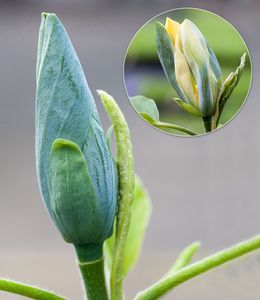 BALDUR Garten Magnolien 'Blue Opal', 1 Pflanze, Magnolia acuminata, Magnolia, winterhart, mehrjährig, Tulpenmagnolie Magnolienbaum, blühend, Zierstrauch-Rarität