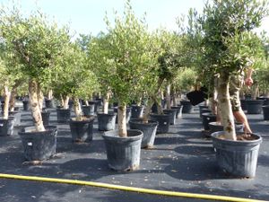 Olivenbaum Olive 'Angebot' 130 - 180 cm, beste Qualität, winterhart, Olea Europaea