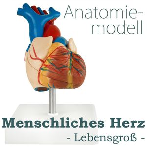 Anatomie Modell Herz des Menschen Anatomiemodell menschlicher Körper Anatomisches Menschliches Herzmodell menschliche Modelle lebensgroß Lehrmodell MedMod