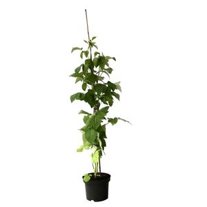 Black Jewel Schwarze Himbeere aromatisch hoher Ertrag süß Himbeerpflanze 60-100 cm 2 Liter Topf