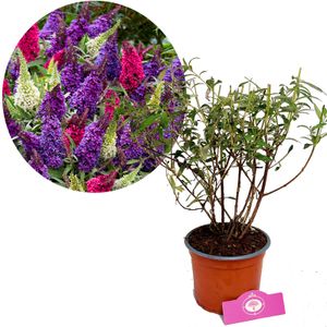 Buddleja davidii 'Tricolor' - Schmetterlingsstrauch - Tricolor - Höhe 50 cm - 2-Liter-Topf