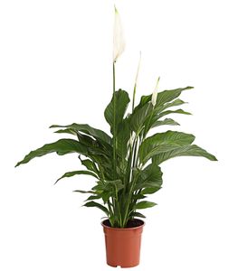 Dehner Air So Pure Einblatt Lauretta, großes Blattwerk, ca. 70-80 cm, Ø Topf 21 cm, Zimmerpflanze