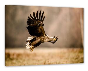 Nahaufnahme Adler bei der Jagd als Leinwandbild / Größe: 80x60 cm / Wandbild / Kunstdruck / fertig bespannt