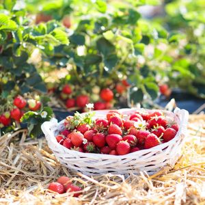 naturling Garten-Holzwolle 2,5kg für Erdbeeren und Gemüse - unbehandelte Natur Kiefer Gemüsewolle zum Mulchen