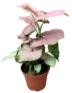 Grünpflanze – Kletter-Philodendron (Syngonium Pink Delight) – Höhe: 40 cm – von Botanicly