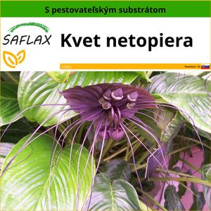 SAFLAX - kvet netopiera - Tacca chantrieri - 10 Semená - S pestovateľským substrátom bez klíčkov