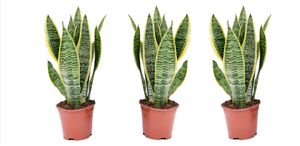 Plant in a Box - Sansevieria 'Futura Superba' - 3er Set - Zimmerpflanzen - Gelblicher Bogenhanf - Pflegeleicht - Topf 12cm - Höhe 35-40cm