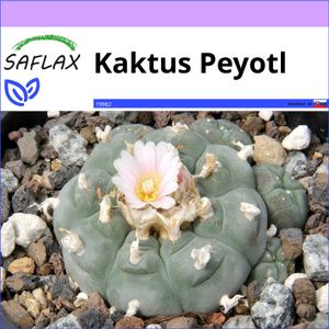 SAFLAX - Kaktus Peyotl - Lophophora williamsii - 20 Semená