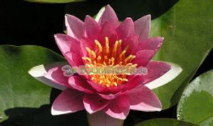 Seerose Gloriosa winterhart brillantes Karminrot - Rhizom Teichpflanze