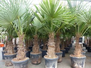 5 Stück XXL Stämme Palme winterhart 180 cm Trachycarpus fortunei, Hanfpalme,
