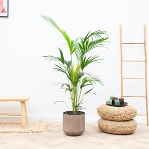 Kentia palm - 160 cm