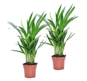 Dypsis Lutescens - 2er Set - Areca Goldfruchtpalme - Topf 12cm - Höhe 30-45cm