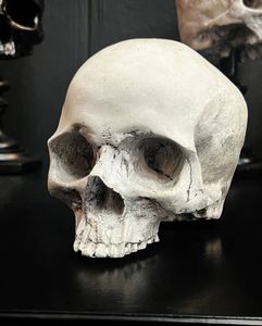Unbekannter J. DOE Totenkopf 17cm als Halloween & Gothic Deko