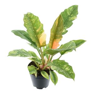Trendyplants special - Philodendron Narrow 'Ring Of Fire' - Zimmerpflanze - Höhe 35-55 cm - Topfgröße Ø14cm