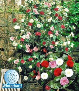 BALDUR-Garten Winterharte Garten-Kamelie 'Tricolor', 1 Pflanze, Camellia japonica japanische Kamelie winterhart, Wasserbedarf gering, für Standort im Schatten geeignet, blühend