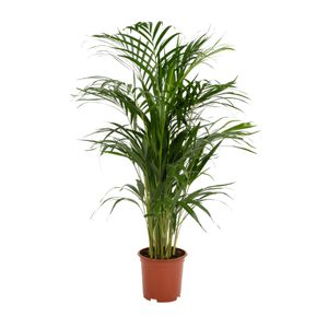 Trendyplants - Arecapalme - Goldpalme - Zimmerpflanze - Höhe 75-95 cm - Topfgröße Ø19cm