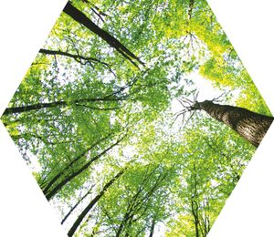 Magnettafel Pinnwand XXL Magnetbild Wald Himmel Baumwipfel : 60 x 52 cm Sechseck
