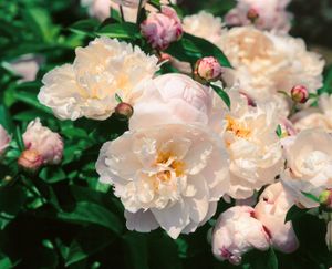 Paeonia lactiflora 'Lady Alexandra Duff', Pfingstrose, rosa, 2-3 Liter Topf