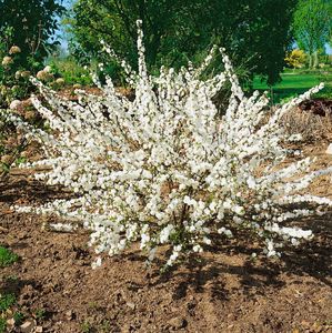 Prunus glandulosa 'Alboplena', Mandelbäumchen, weiß, 40–60 cm