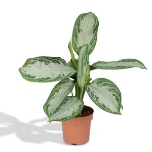 Grünpflanze – Kolbenfaden (Aglaonema Silver Bay) – Höhe: 55 cm – von Botanicly