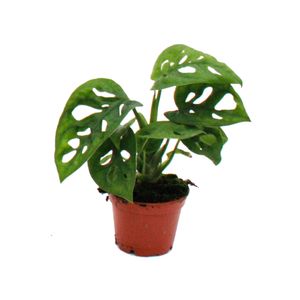 Mini-Pflanze - Monstera Monkey Mask - Fensterblatt - Ideal für kleine Schalen und Gläser - Baby-Plant im 5,5cm Topf