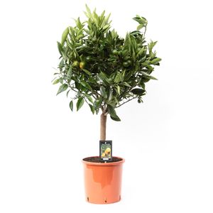 Rastlina od Botanicly - Mandarínovník - Výška: 85 cm - Citrus Mandarin