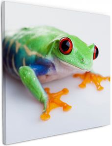 Wallario Premium Leinwandbild Lustiger Frosch in grün und orange in Größe 50 x 50 cm