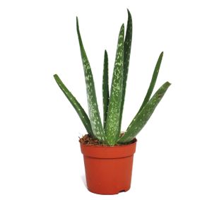 Aloe vera - ca. 2 Jahre alt - 10,5cm Topf