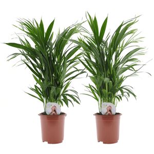 Zimmerpflanzen von Botanicly – 2 × Goldfruchtpalme – Höhe: 65 cm – Areca dypsis lutescens