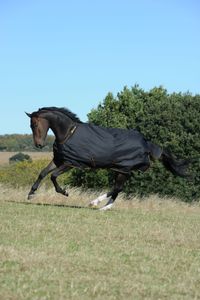 Bucas Irish Turnout 50 g Outdoordecke mit DermoCare Innenfutter black Regendecke 145 cm Bucas Irish Turnout 50 g Outdoordecke mit DermoCare Innenfutter black Regendecke 145 cm