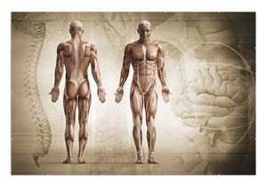 Wallario Wandbild Anatomie Mensch II, Größe: 61 x 91,5 cm, Poster mit rahmenlosen Bildhalter