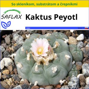 SAFLAX Kultivačný set - Kaktus Peyotl - Lophophora williamsii - 20 Semená - S mini skleníkom, pestovateľským substrátom a 2 črepníkmi