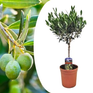 Plant in a Box - Olea Europaea - Olivenbaum - Gartenpflanze - Mediterranen Obstbaum - Topf 17cm - Höhe 60-70cm