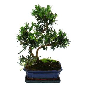 Bonsai cis pospolity - Podocarpus macrophyllus - ok. 12-15 lat