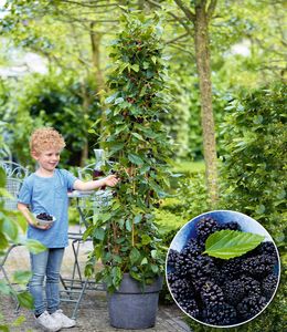 BALDUR-Garten Maulbeere "BonBon Berry®", 1 Pflanze, Morus rotundiloba, Mojobeere, Beerenobst, selbstfruchtend, trägt im ersten Jahr Früchte, winterhart, mehrjährig