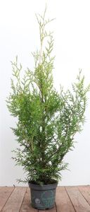 Thuja occidentalis 'Brabant' 2L 100-125 Lebensbaum Hecke Immergrün Robust