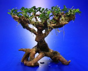 Bepflanzter Drachenbaum / Bonsaibaum mit Anubias Pangolino *** Rarität ***