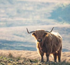 Sanders &amp; Sanders Scottish Highland Cattle Tapety na stenu Viacfarebné - 950002 - 300 x 279 cm