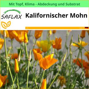 SAFLAX Garden to go - Kalifornischer Mohn - Eschscholzia californica - 1500 Samen - Mit Topf, Klima - Deckel und Anzuchtsubstrat